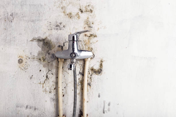 Mold Testing and Removal in Mangonia Park, FL