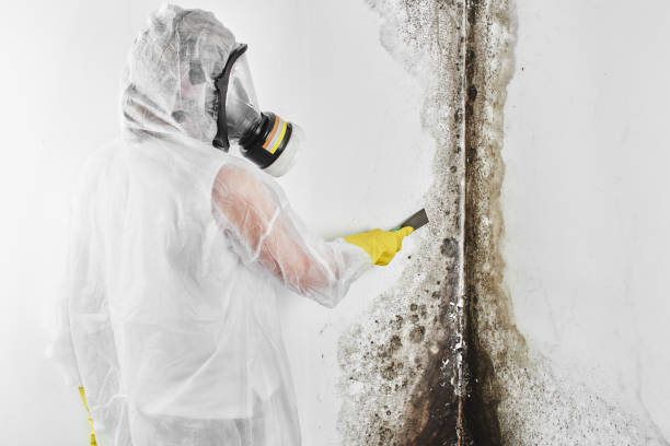 Best Mold Testing  in Mangonia Park, FL