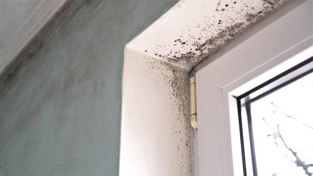Attic Mold Removal in Mangonia Park, FL