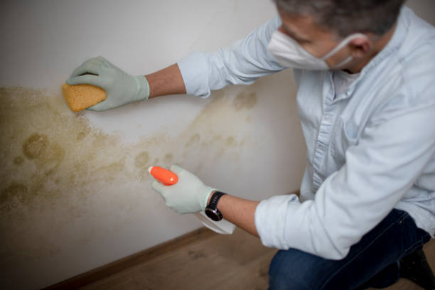 Best Mold Removal and Inspection  in Mangonia Park, FL