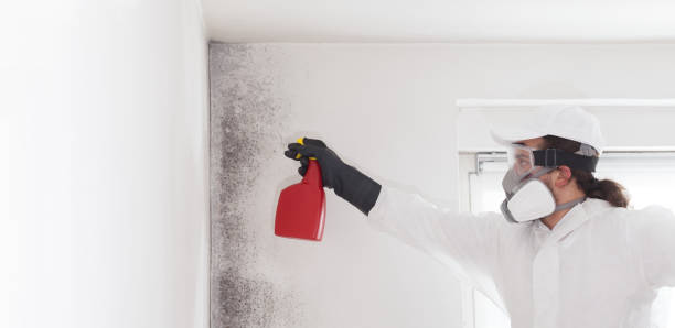 Best Attic Mold Removal  in Mangonia Park, FL