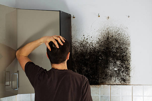 Best Attic Mold Removal  in Mangonia Park, FL