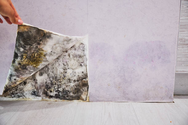 Professional Mold Removal in Mangonia Park, FL